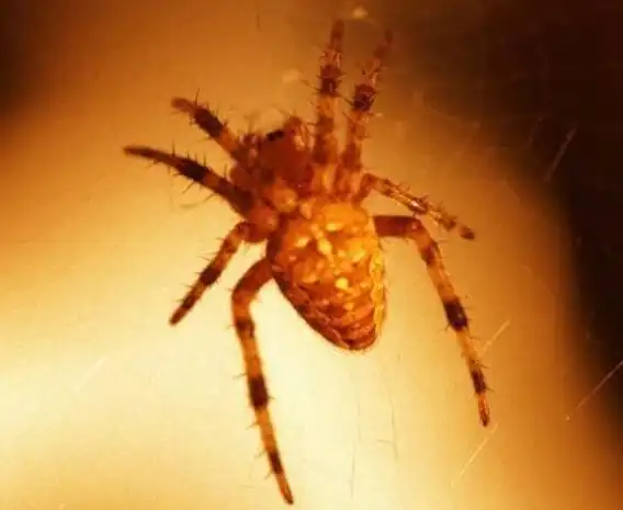 壁钱功效与作用_壁钱形态特征_壁钱生产区域_壁钱药材性状