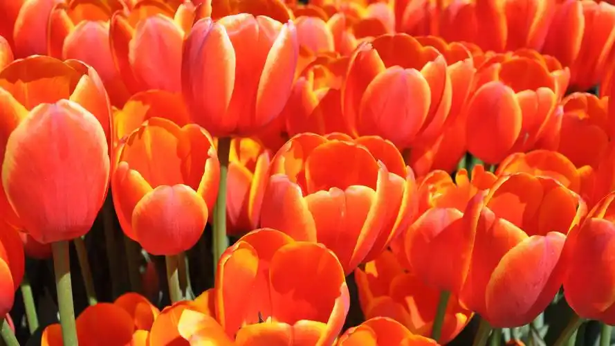 orange tulips, beautiful flowers 4k
