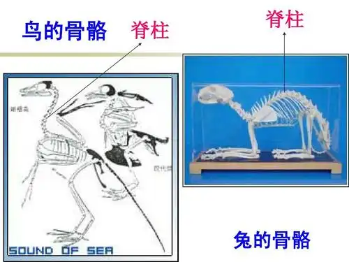 2常见的动物(第1课时)ppt