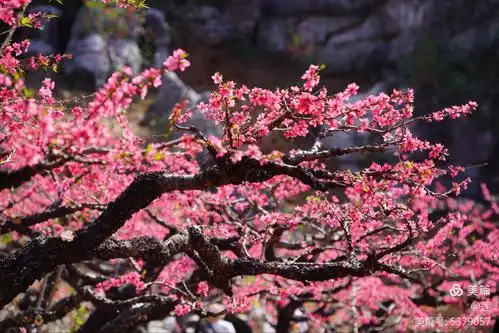 灼灼芳华十里桃花——连平桃花节