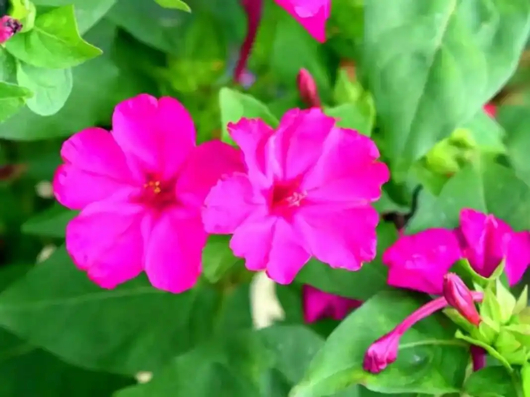 今天,我们就来聊一聊盆栽紫茉莉的养殖方法和注意事项.