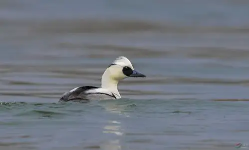 白秋沙鸭又叫斑头秋沙鸭俗称熊猫鸭六张
