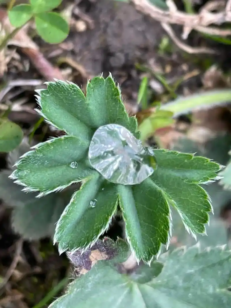 露珠.毛茸茸的草叶子含着亮晶晶的露珠,真的亮晶晶,圆滚滚的, - 抖音