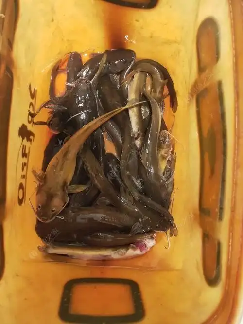 这个鱼巴中那条河多 求购位置