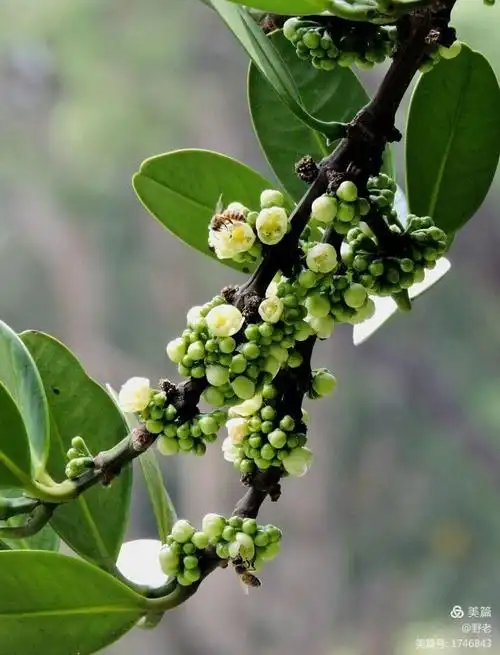 福木 枝高叶茂如屏障,大风来兮保家园.