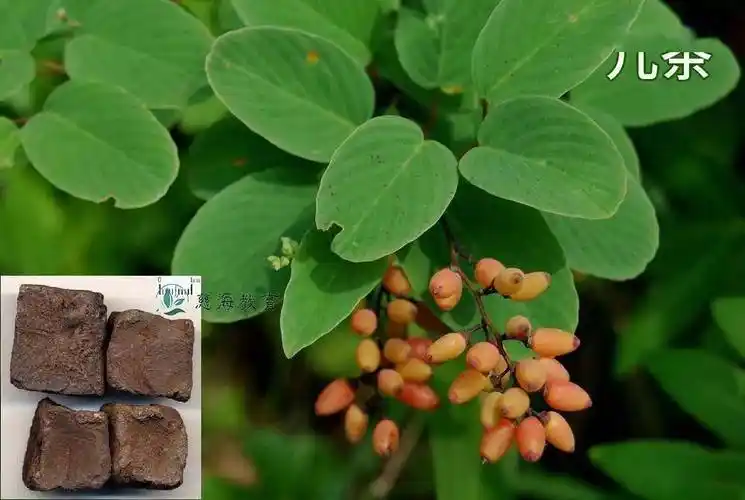 每天学习一味中药儿茶