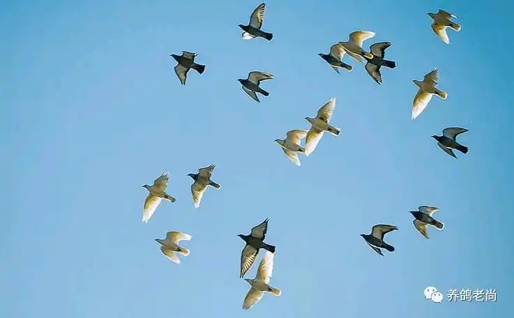 家飞训练鸽群出现这些兆头时要谨慎了_鸽子