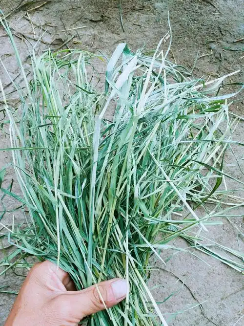 提摩西草2019年新选兔兔龙猫荷兰猪主草5斤包邮