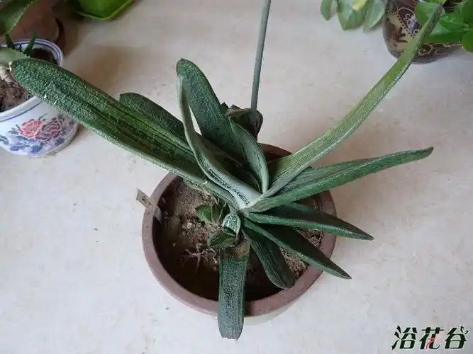 卧牛开花了 - 多肉综合/十二卷/大戟/萝藦/食虫/等 浴花谷论坛