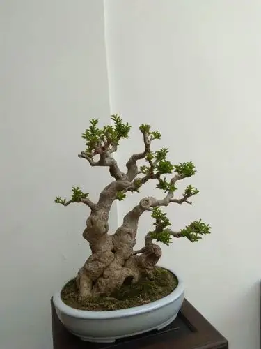 小叶冬青枝叶是任由生长好,还是经常修剪好?小叶冬青盆景欣赏