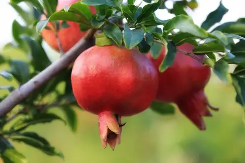 新建村的石榴红了