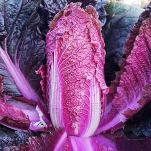 紫白菜种子韩国进口紫色大白菜籽阳台盆栽秋季播含花青素蔬菜种孑