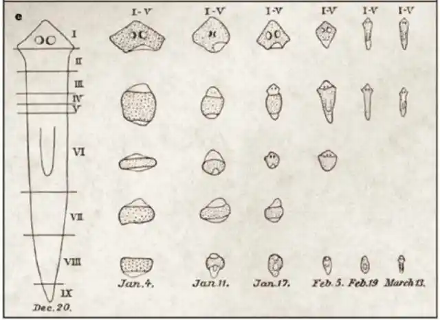 涡虫你们搞研究就搞嘛一定要把我切来切去的吗