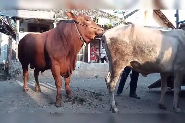 母牛车边等着相亲公牛却磨磨唧唧母牛不愿意了