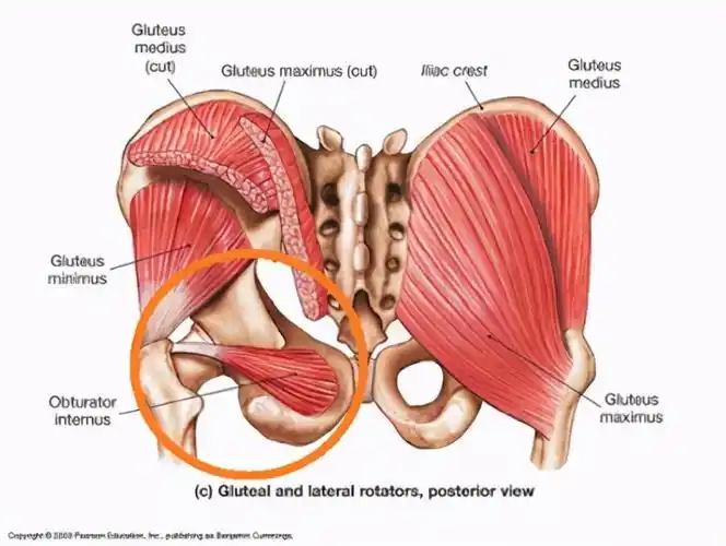 闭孔内肌通过坐骨小孔进入骨盆,在其侧面,闭孔内肌纤维束聚集成肌腱