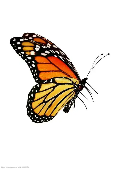 精致蝴蝶透明素材