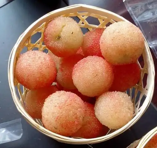 舜利水晶杨梅合作社"预售"优质杨梅