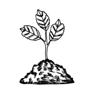 地下芽植物占图片-地下芽植物占素材-地下芽植物占插画-摄图新视界