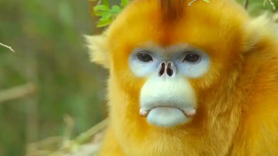 绵阳金丝猴过马路一停二看三通过,它们的群规是怎样的?