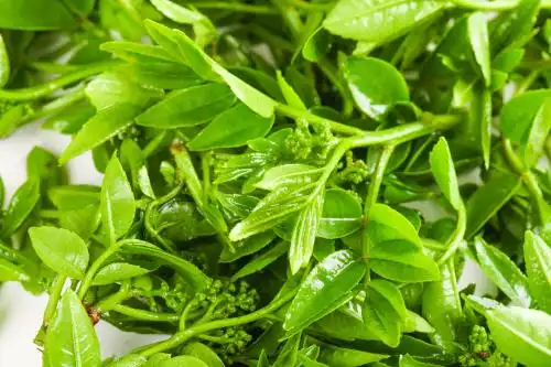 新鲜的花椒芽苗放在白底上