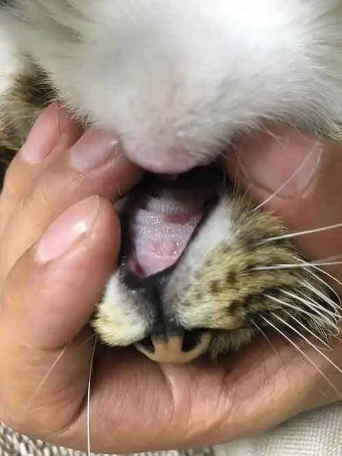 【讨论】求助猫上颚有红点