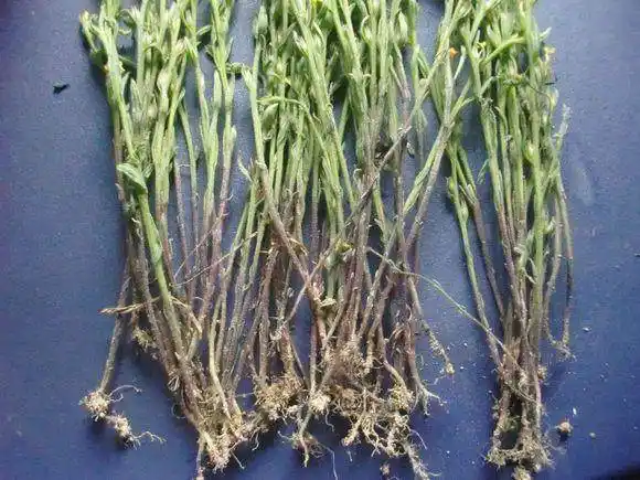 农村种草是稀罕的"疳积草", 2000元一斤, 可别拔掉了