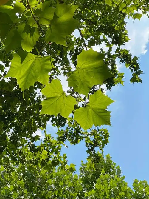手机摄影师上线了每次夏天回来光是院里的梧桐树都看不够期盼暑假的一