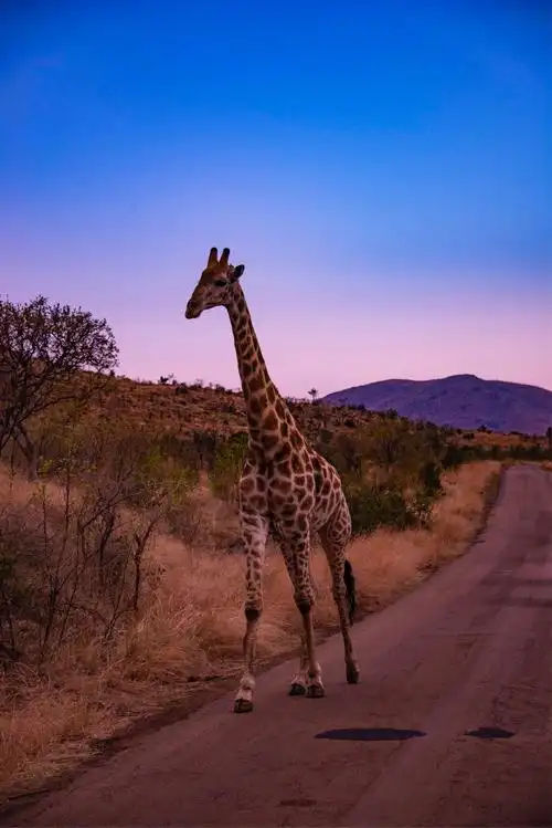 2017年10月南非之行 - 野生动物专辑100张