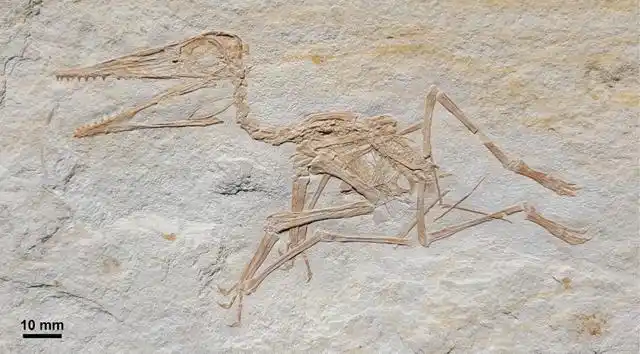 科学家发现迄今最古老的青年翼龙化石 来自1.52亿年前