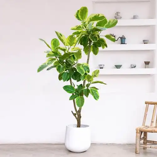 黄金榕青叶橡皮树大型盆栽富贵榕室内客厅绿植办公室客厅植物盆景