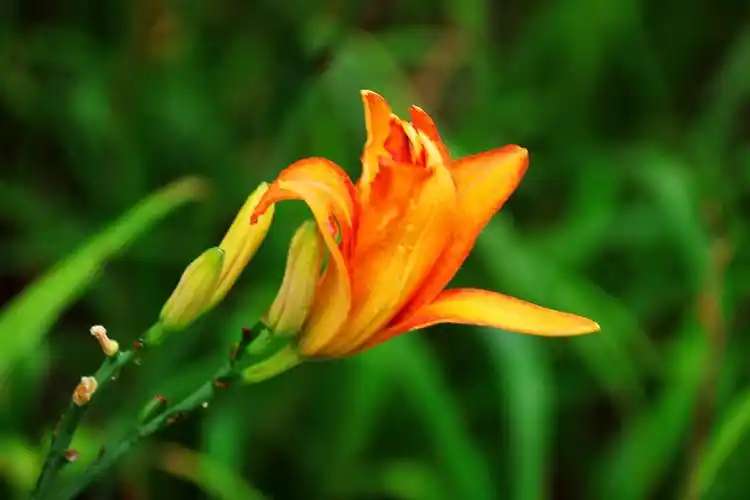 萱草生堂阶,游子行天涯;慈母依堂前,不见萱草花.