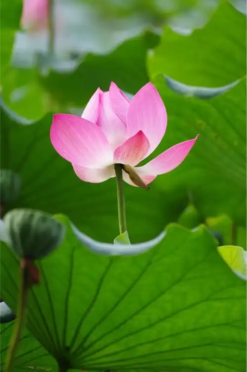 荷花练习,花离岸较远的