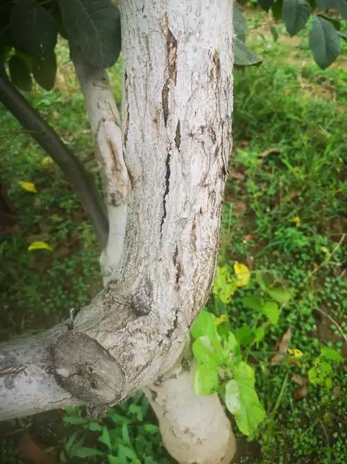 核桃树总是主干干枯死亡不知道是什么病怎么治疗