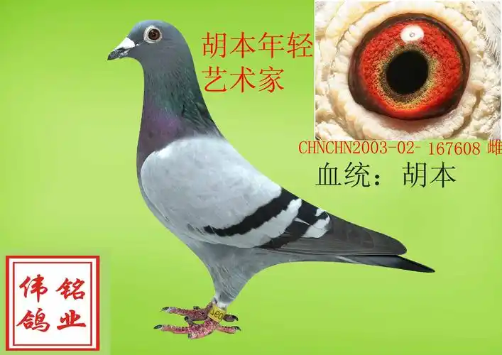 超级胡本,雌 保证金级 拍卖