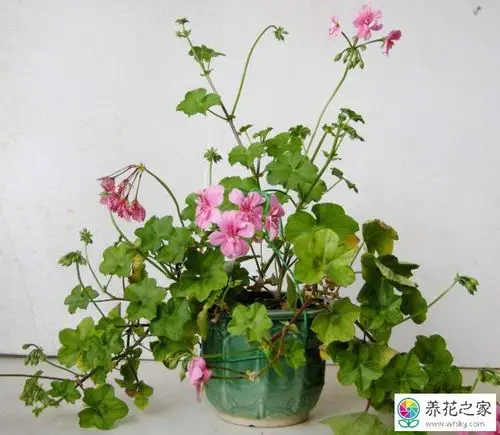 垂吊天竺葵怎么修剪