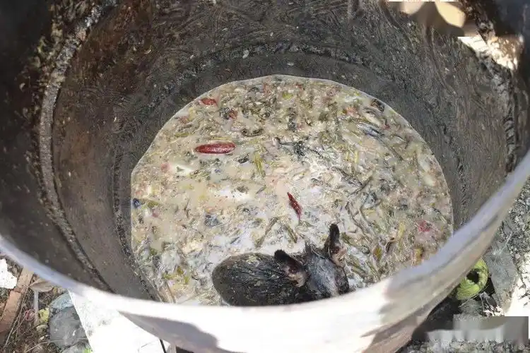 果子狸泔水桶里串门风风光光回家