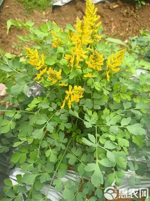 岩黄连晒干新货广西大山中草药干岩仟全草带根岩连菊花黄连可磨粉