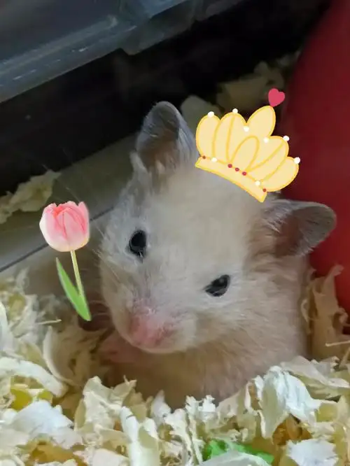 我的仓鼠也太太太可爱啦