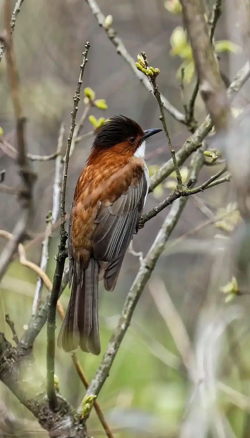 来看看银铃般叫声的鸟.