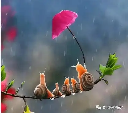 思维导图画作文我的动物朋友李承溪的我家的小蜗牛十五