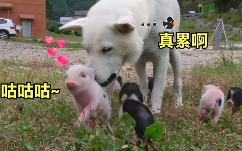 狗狗给八只小猪崽当奶妈,喂完奶后生无可恋,小东西还挺能吃
