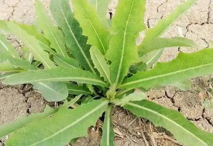 农村被称为"野莴苣"的它,常被用来凉拌,价值珍贵还能入药_食用_野草