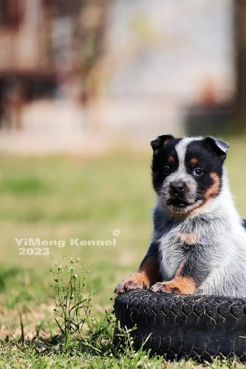 澳洲牧牛犬
