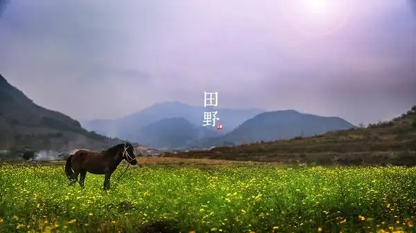 诗和远方的田野