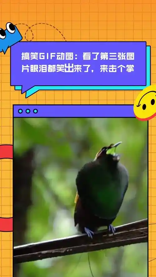 搞笑gif动图:看了第三张图片眼泪都笑出来了,来击个掌-度小视