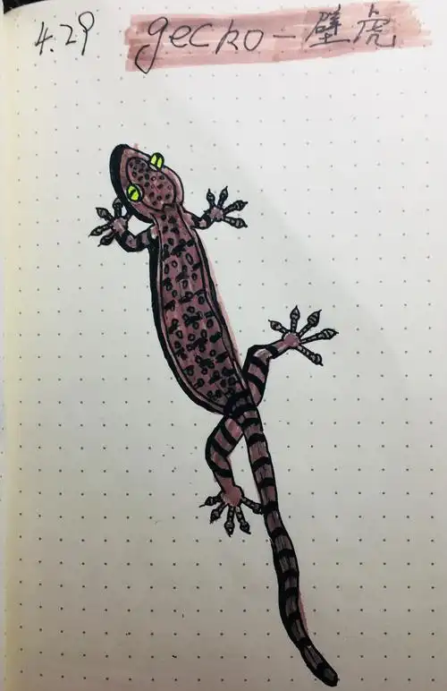 每日一画-壁虎
