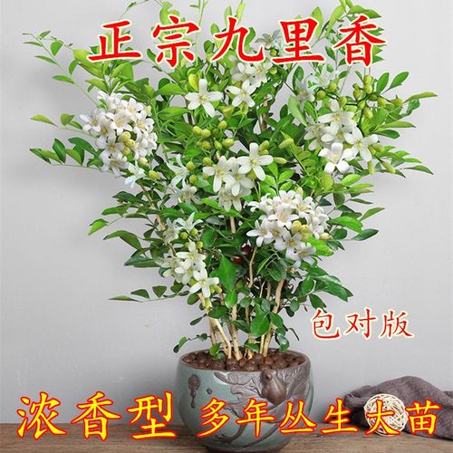 九里香盆栽浓香型花卉千里香十里香树苗室内耐寒四季常青阳台绿植
