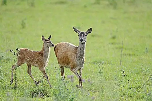 水鹿图片_水鹿图片大全_水鹿图片素材