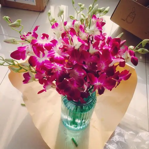 十二月初的洋兰是年末的热度,是万代不朽的卓越锦绣.