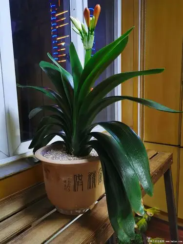 油匠君子兰开花